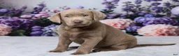 Labrador Retriever dogs for sale: Denali - Ad 4