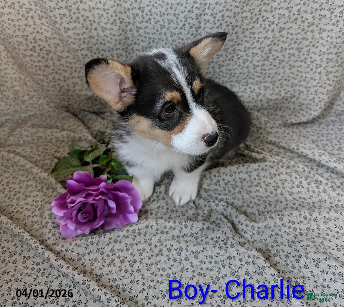 Welsh Corgi Pembroke dogs Charlie - Ad 12