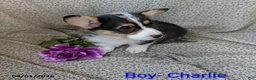 Welsh Corgi Pembroke dogs for sale: Charlie - Ad 1