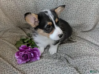 Welsh Corgi Pembroke dogs Charlie - Ad 16