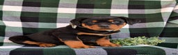 Rottweiler dogs for sale: Byrnes - Ad 4