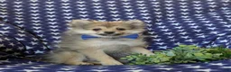 Pomeranian dogs for sale: Fulton - Ad 1