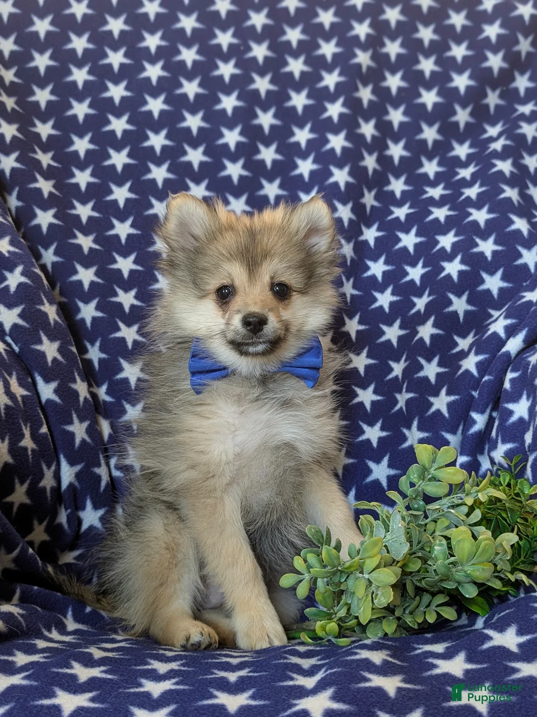 Pomeranian dogs for sale: Fulton - Ad 1