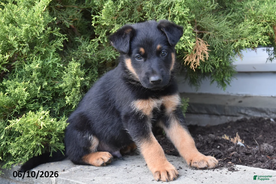 Mixed Breed dogs for sale: Kalvin - Ad 3