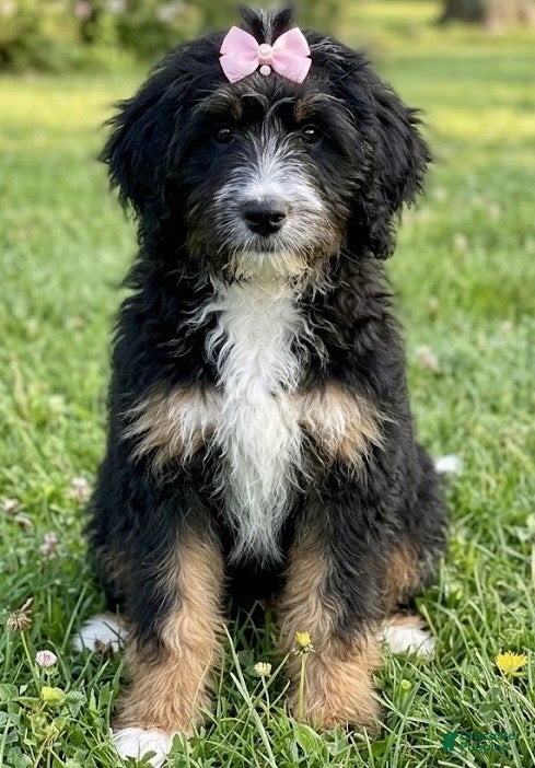 Mini Bernedoodle dogs for sale: Mini Bernedoodle 1 - Ad 2
