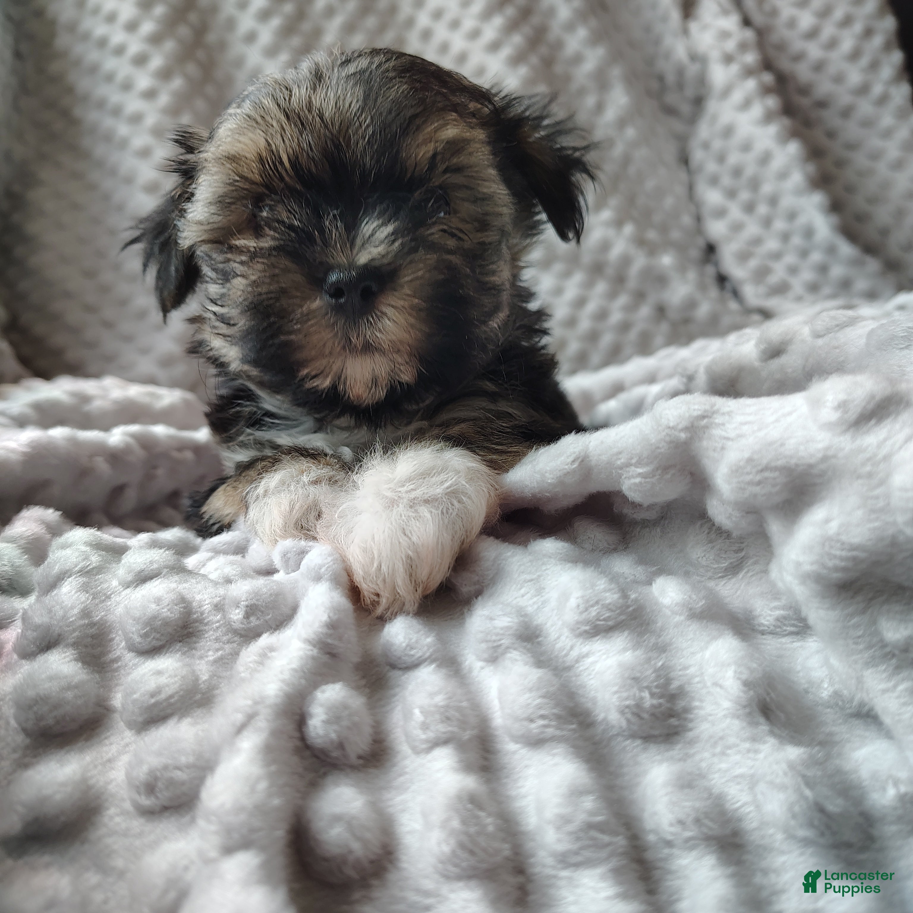 Morkie dogs Mr Bean  - Ad 1