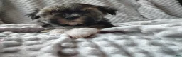 Morkie dogs for sale: Mr Bean  - Ad 1