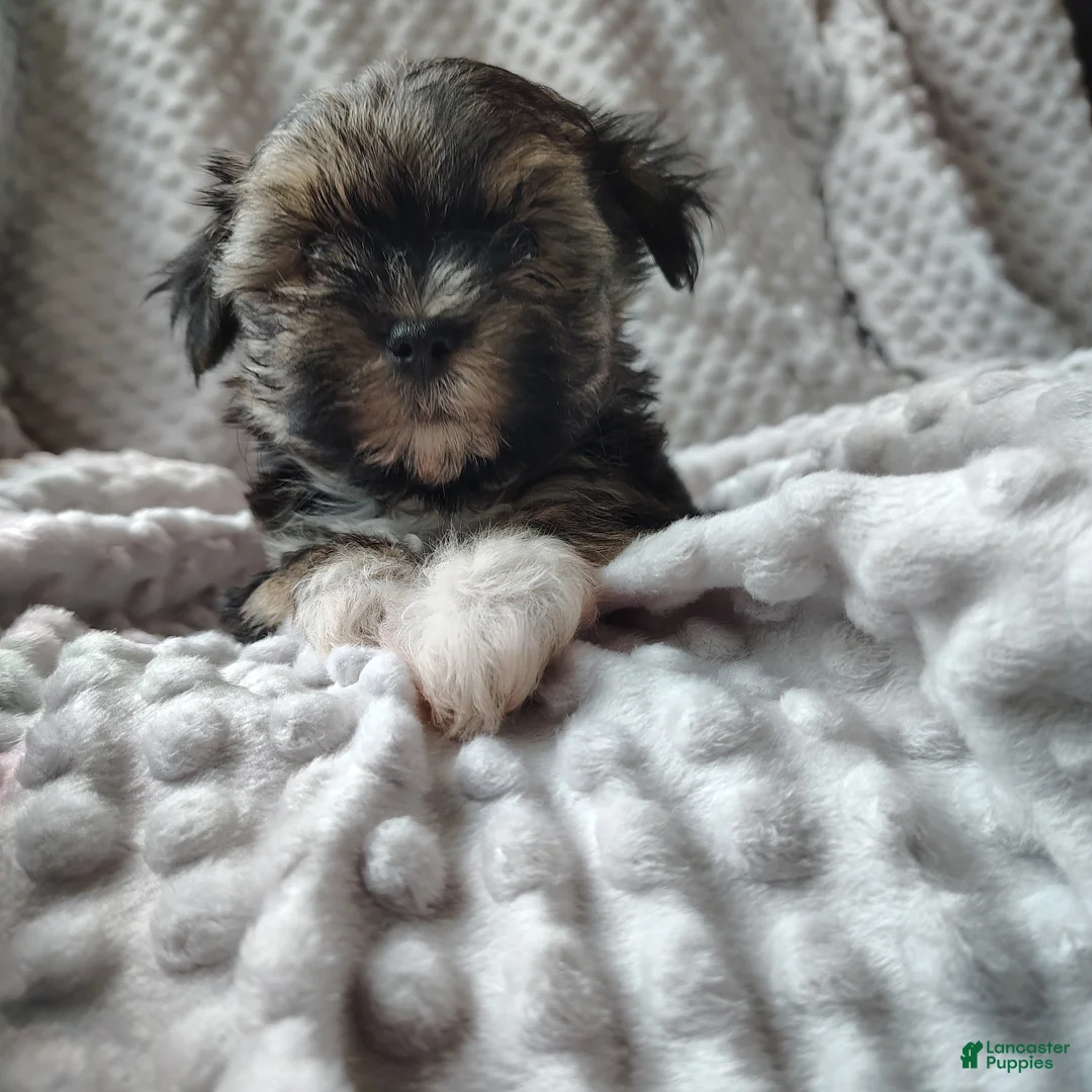 Morkie dogs for sale: Mr Bean  - Ad 1