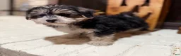 Morkie dogs for sale: 1 Greg - Ad 8