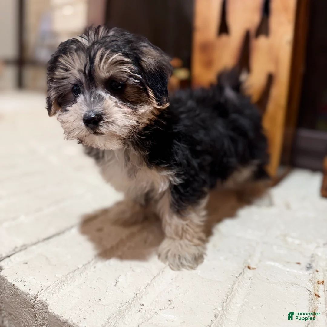 Morkie dogs for sale: 1 Greg - Ad 8