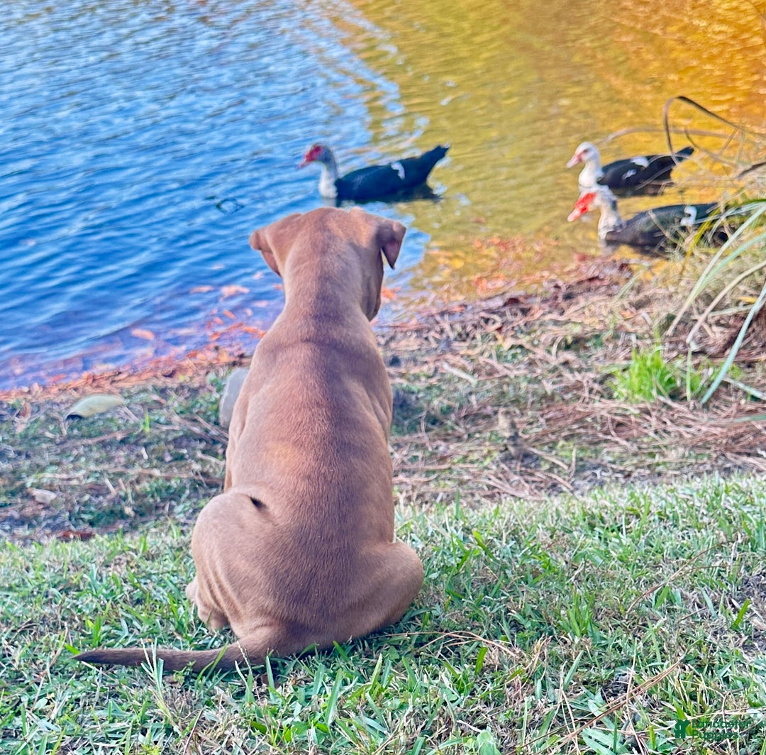 American Pit Bull Terrier dogs for sale: Lulu - Ad 4