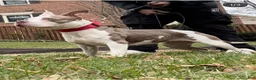 American Bully dogs for sale: American Bully 4 - Ad 6