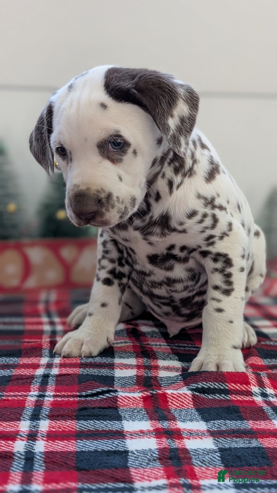 Dalmatian dogs for sale: Marshall - Ad 2