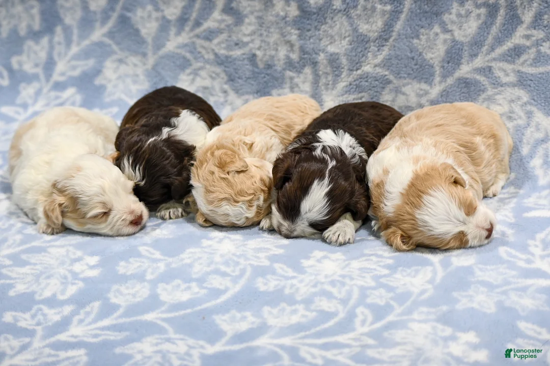 Havapoo dogs for sale: Cody - Ad 10