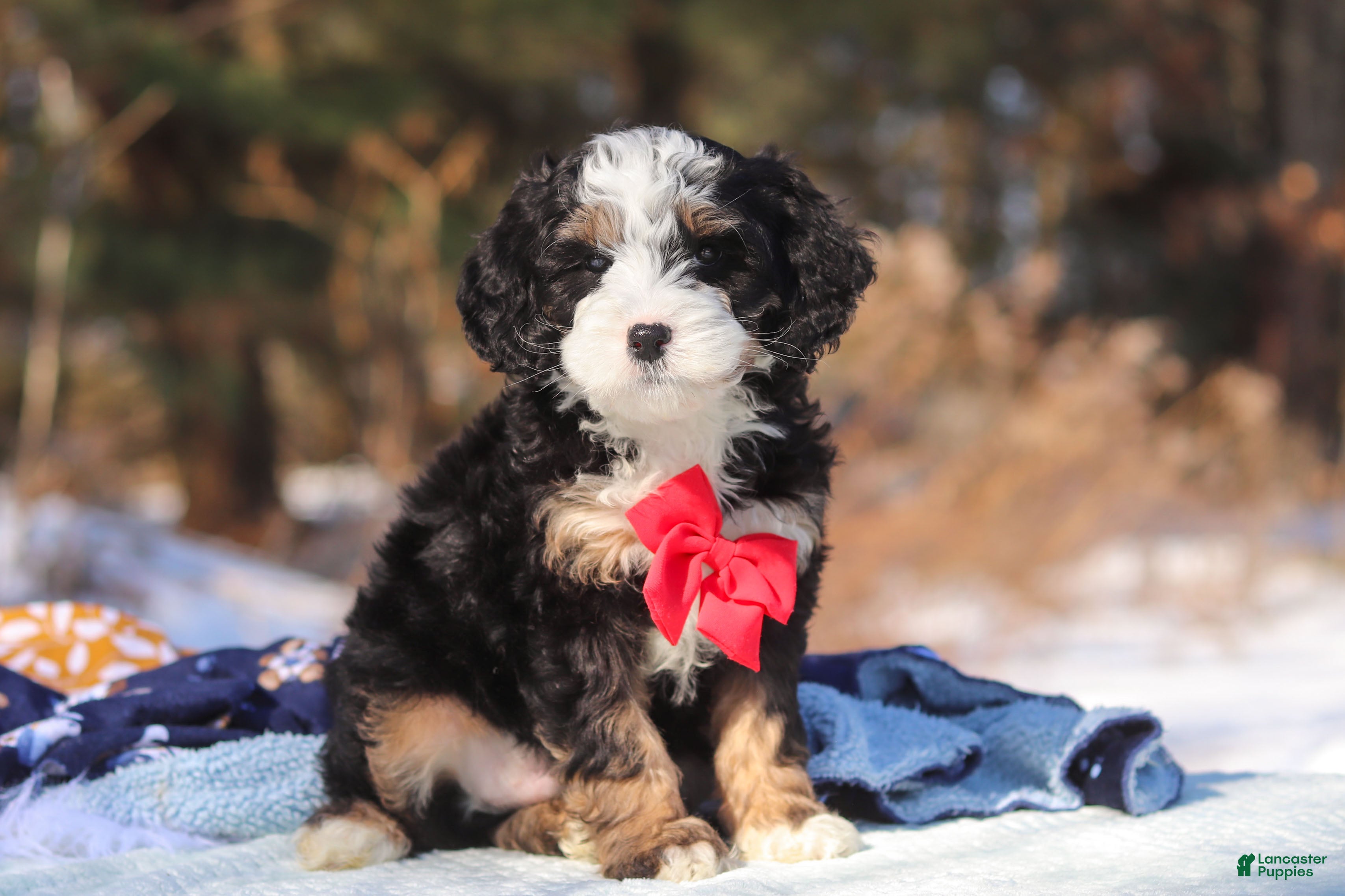 Mini Bernedoodle dogs Liam - Ad 1