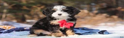 Mini Bernedoodle dogs for sale: Liam - Ad 1