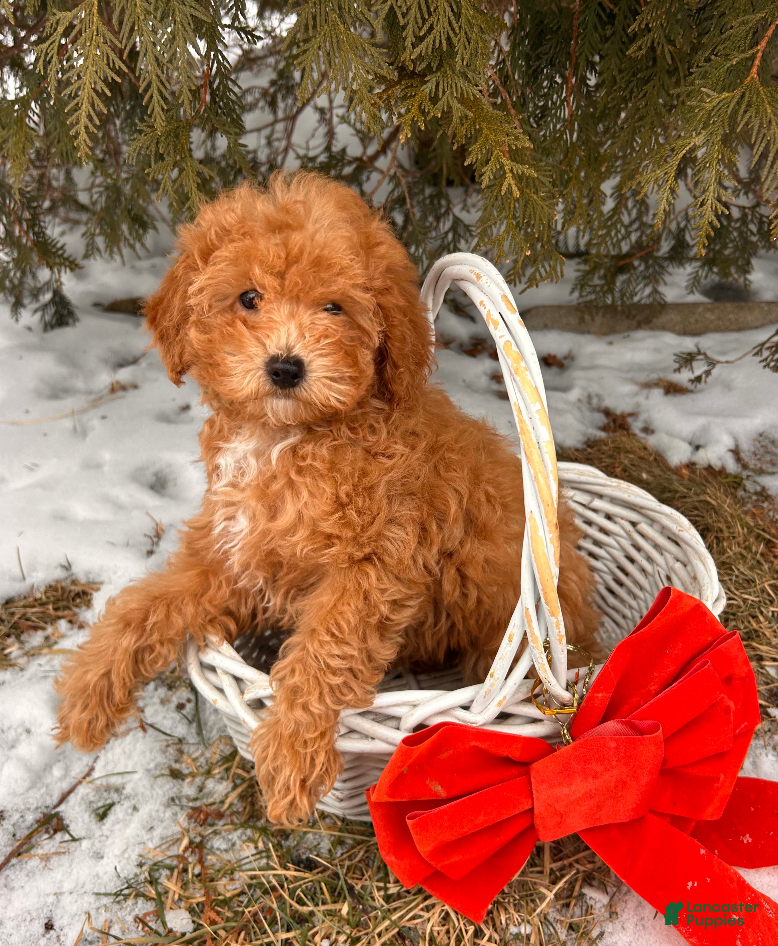 Miniature Poodle dogs Pumpkin - Ad 36