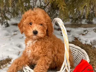 Miniature Poodle dogs Pumpkin - Ad 36