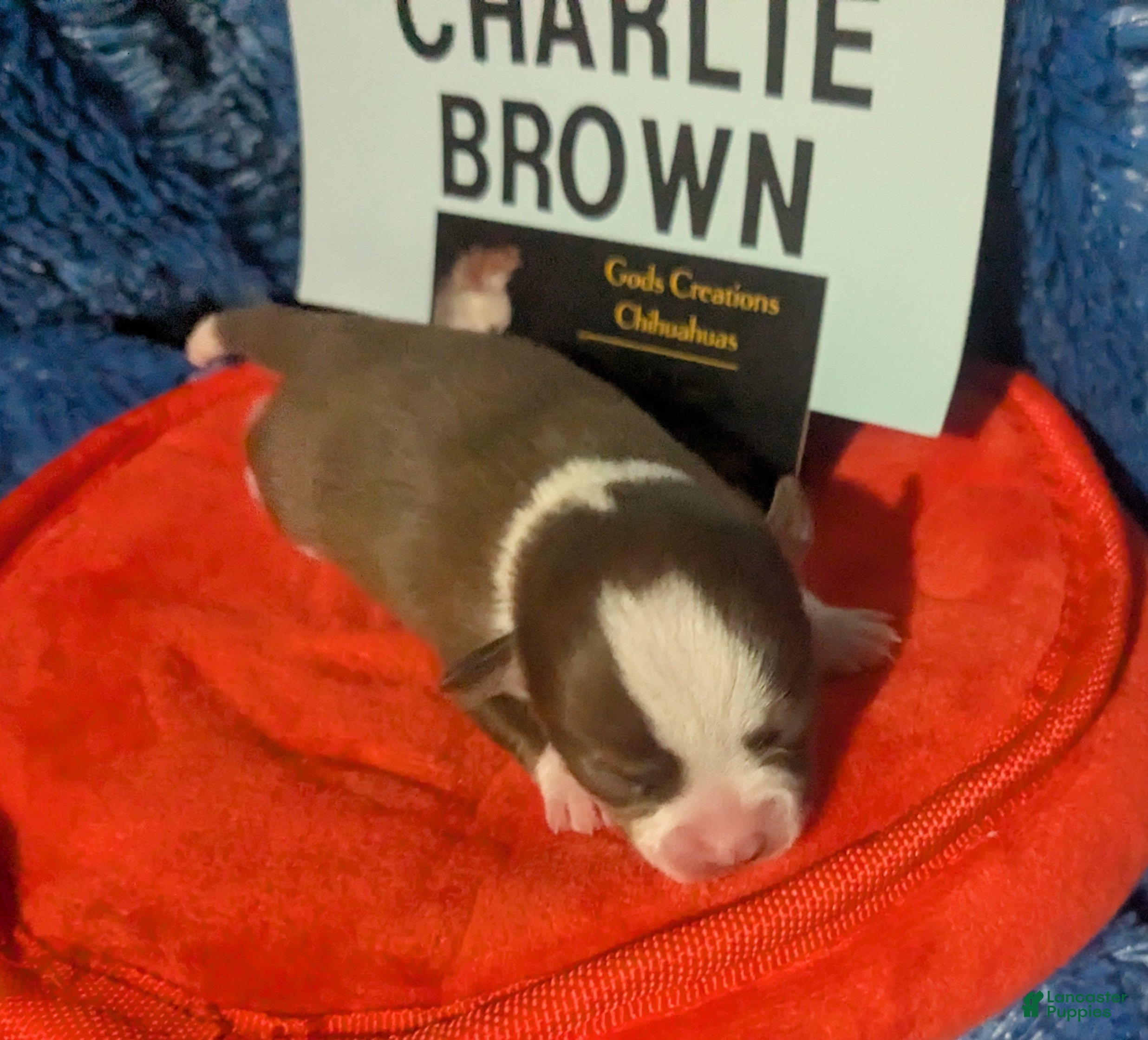 Chihuahua dogs Charlie Brown  - Ad 11