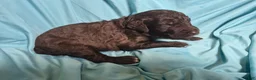 Labradoodle dogs for sale: Jade - Ad 3