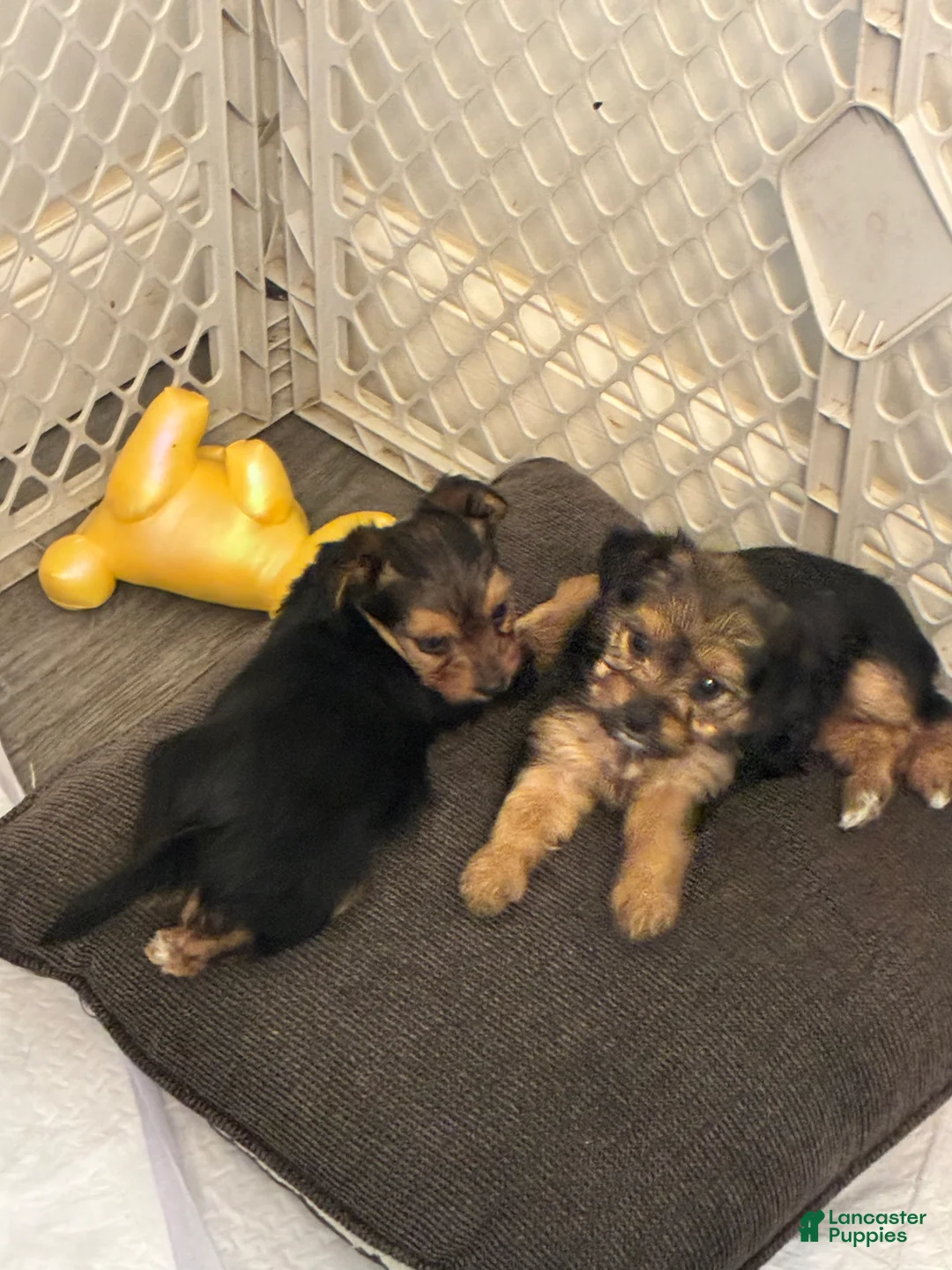 Mixed Breed dogs for sale: Sweetie - Ad 6