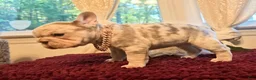 French Bulldog dogs for sale: French Bulldog 3-Greta - Ad 4