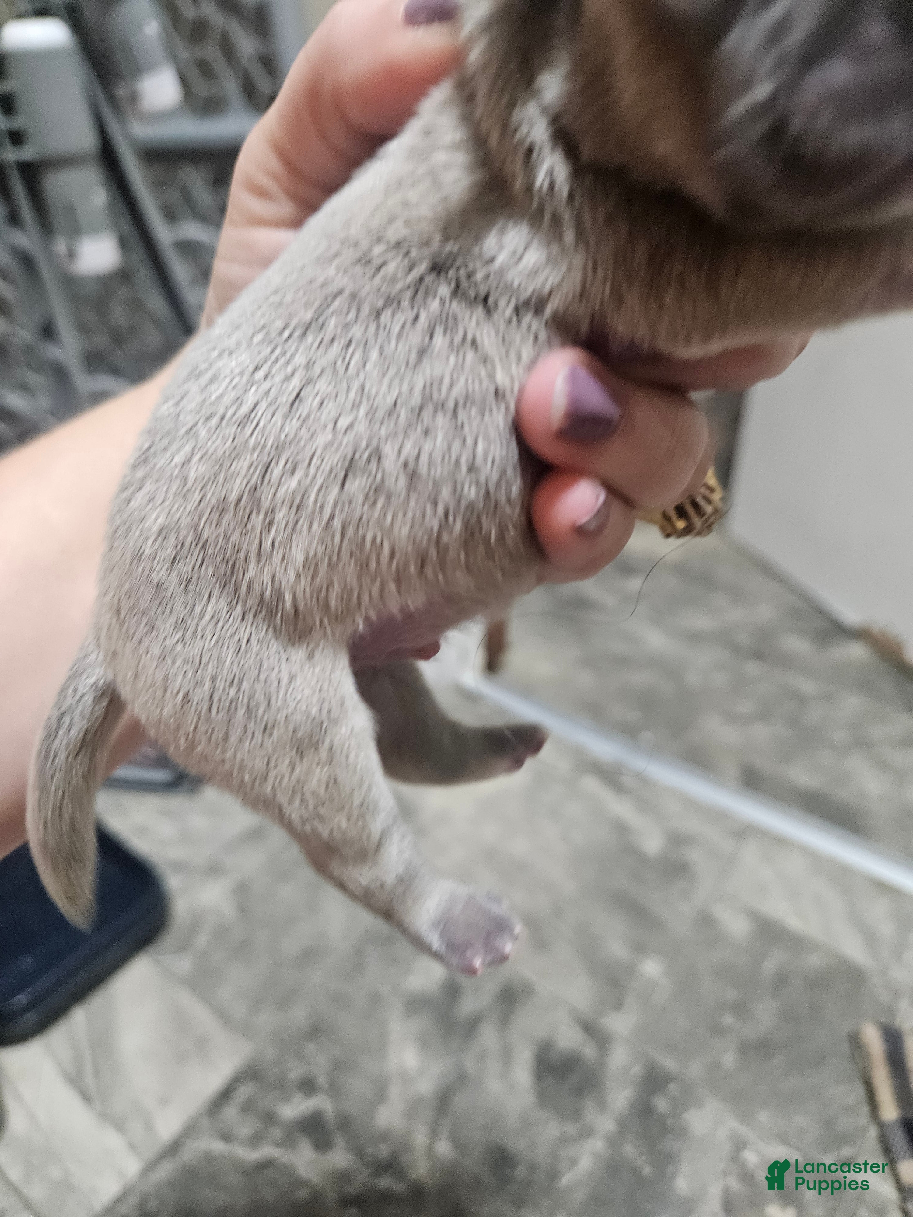 Mixed Breed dogs Puppy 4 - Ad 4