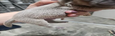 Puppy 4