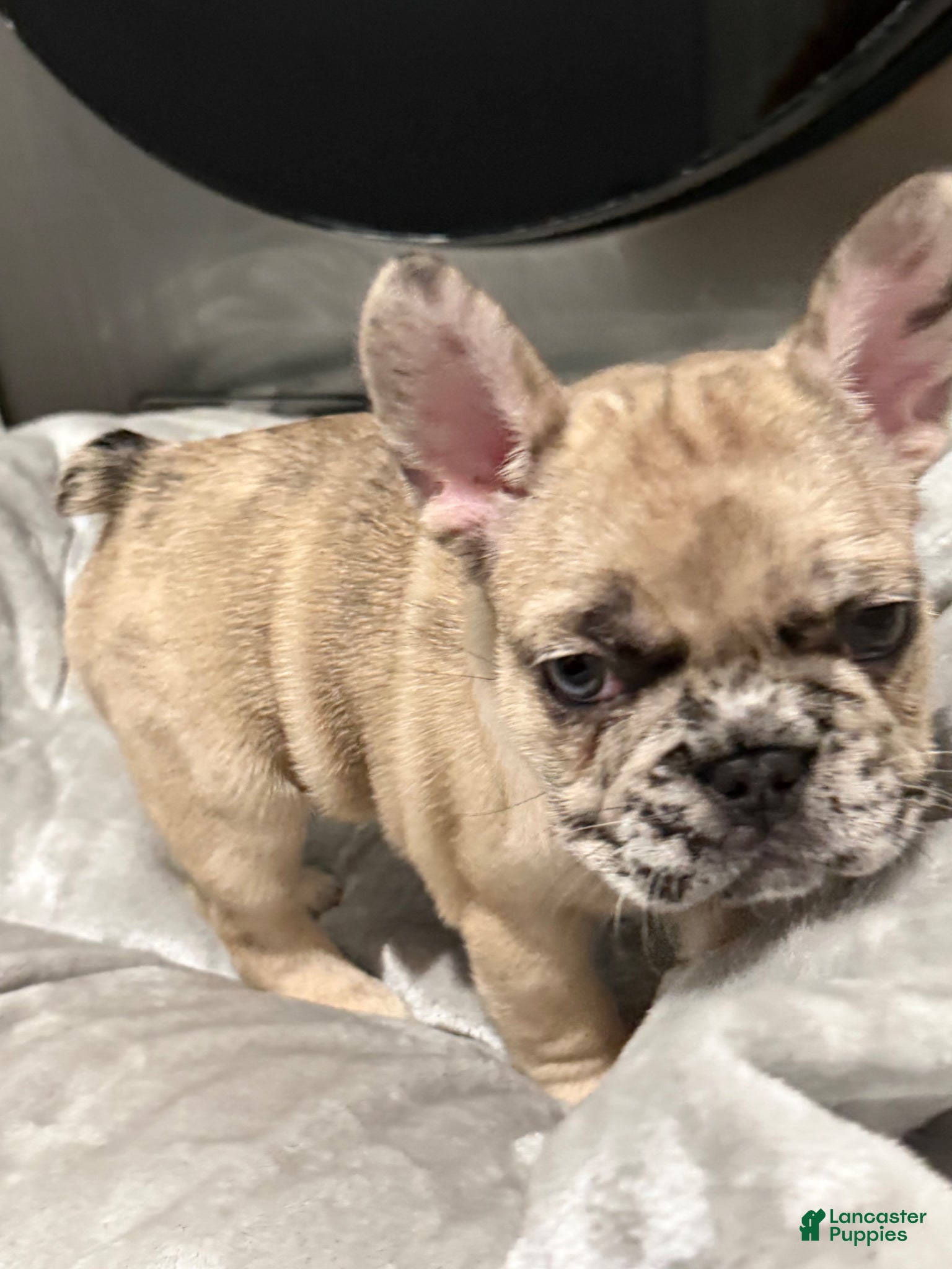 French Bulldog dogs French Bulldog Puppy 2 - Ad 1