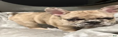 French Bulldog Puppy 2