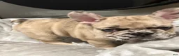 French Bulldog dogs for sale: French Bulldog Puppy 2 - Ad 1