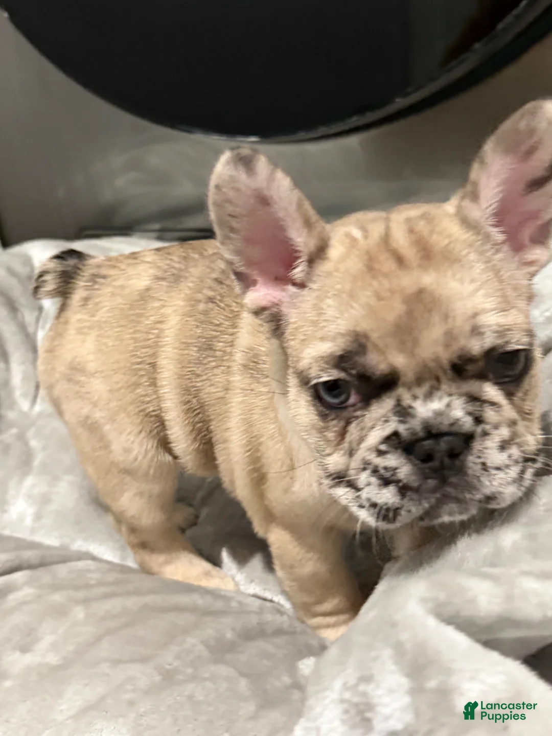 French Bulldog dogs for sale: French Bulldog Puppy 2 - Ad 1