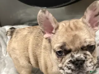 French Bulldog dogs for sale: French Bulldog Puppy 2 - Ad 1