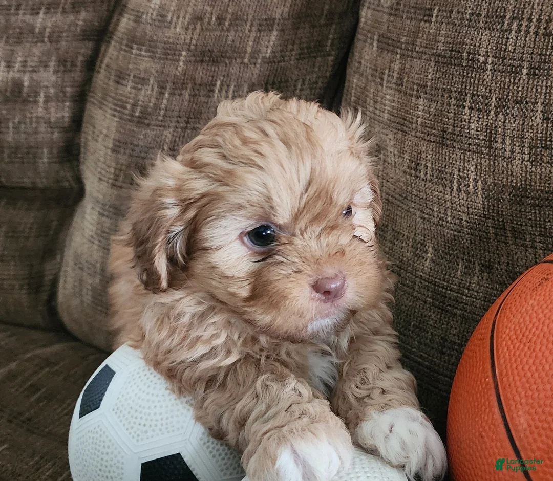 Shihpoo dogs for sale: HADES - Ad 5