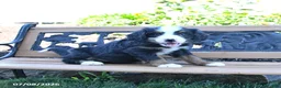 Mini Bernedoodle dogs for sale: Lucy - Ad 2