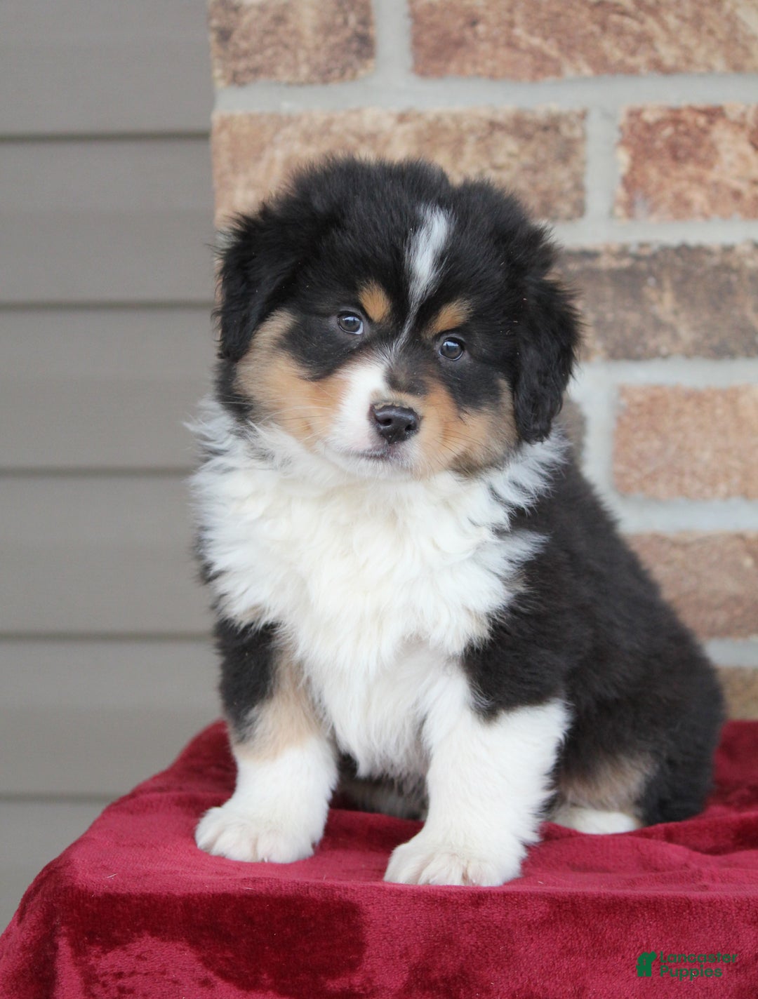 Miniature Australian Shepherd dogs for sale: Maverick - Ad 3