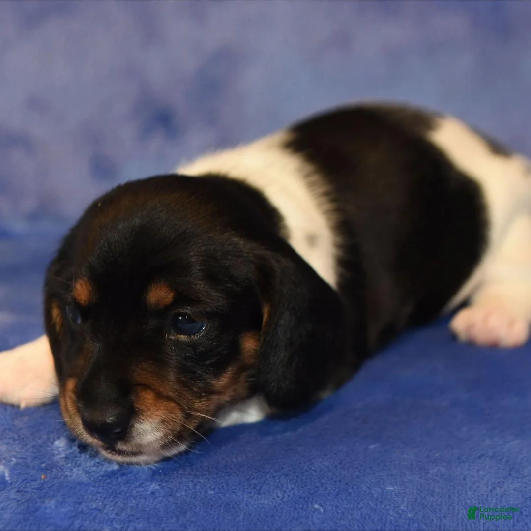 Dachshund dogs for sale: Pasha  - Ad 2
