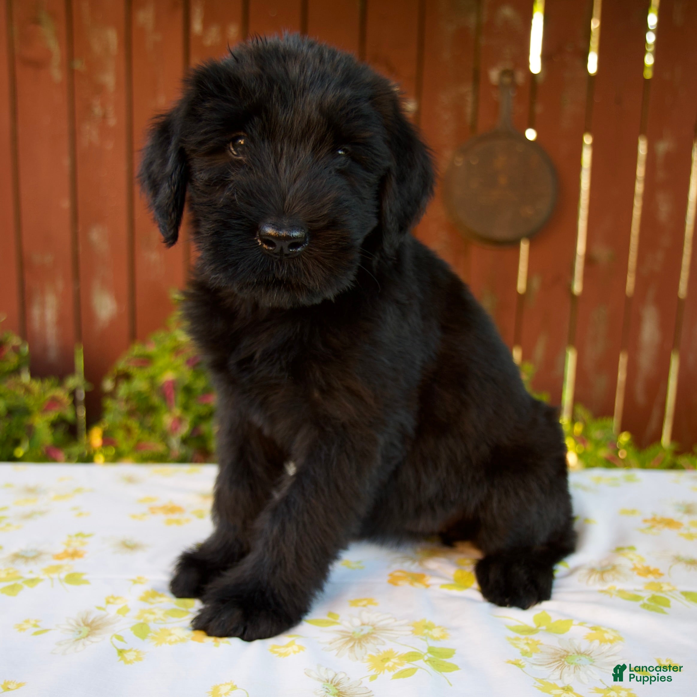 Giant Schnauzer dogs Roxann - Ad 2