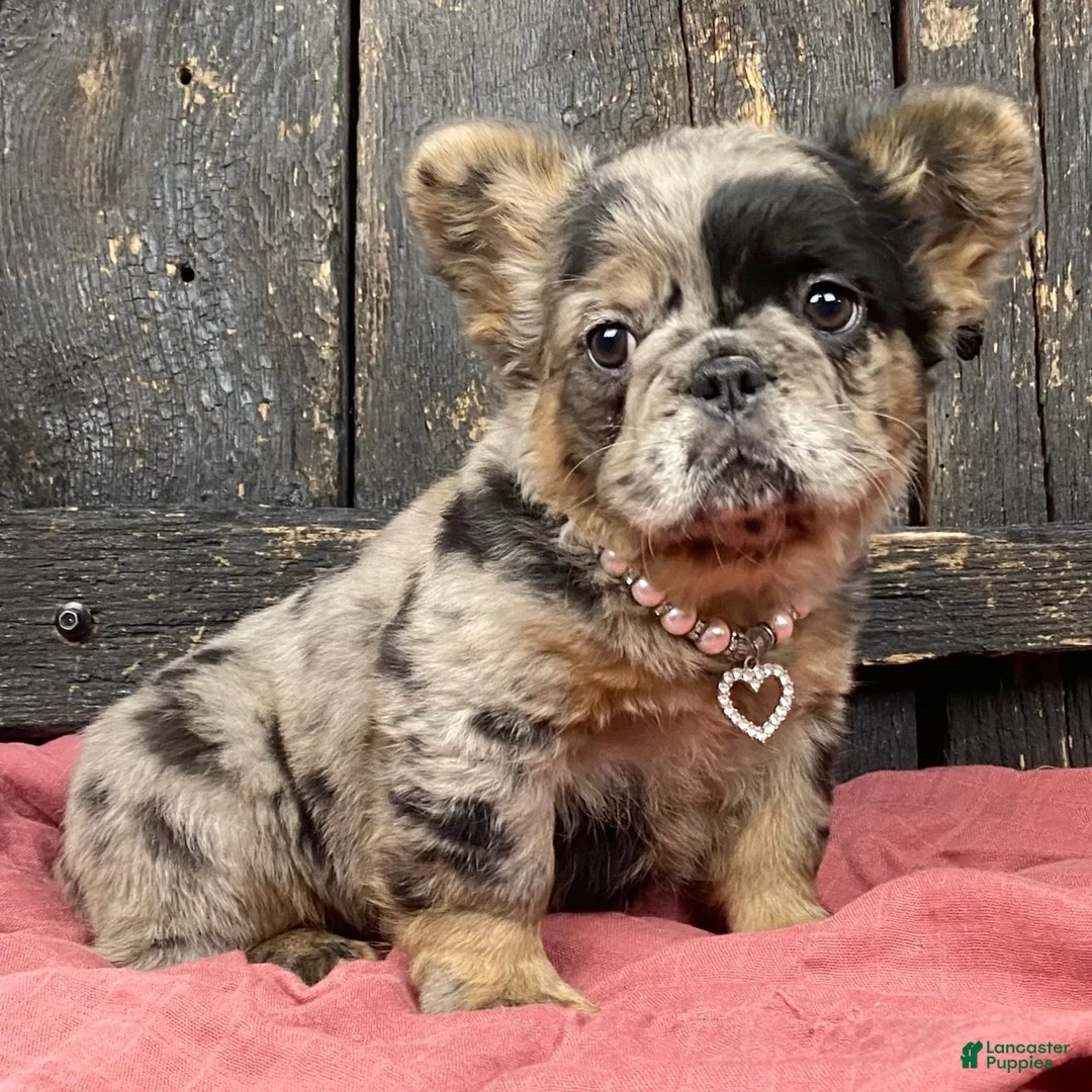 French Bulldog dogs for sale: French Bulldog Puppy 3 - Ad 6