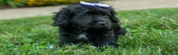 Cavapoo dogs for sale: Raya🎀 - Ad 18