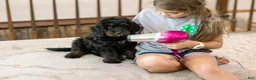 Bernedoodle dogs for sale: Olympic - Ready Now! - Ad 35