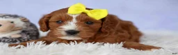 Cavapoo dogs for sale: Milo 💙🦴 - Ad 9