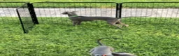Italian Greyhound dogs for sale: Usher - Ad 6