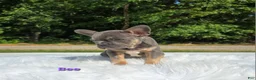 Frenchton dogs for sale: Bee - Ad 3