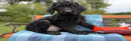 Labradoodle dogs for sale: Jan (Girl) - Ad 5