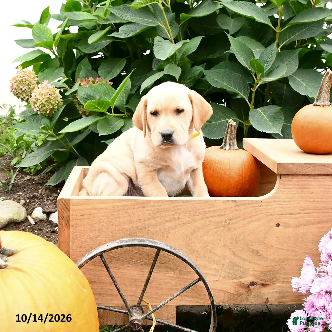 Labrador Retriever dogs for sale: Terry - Ad 2