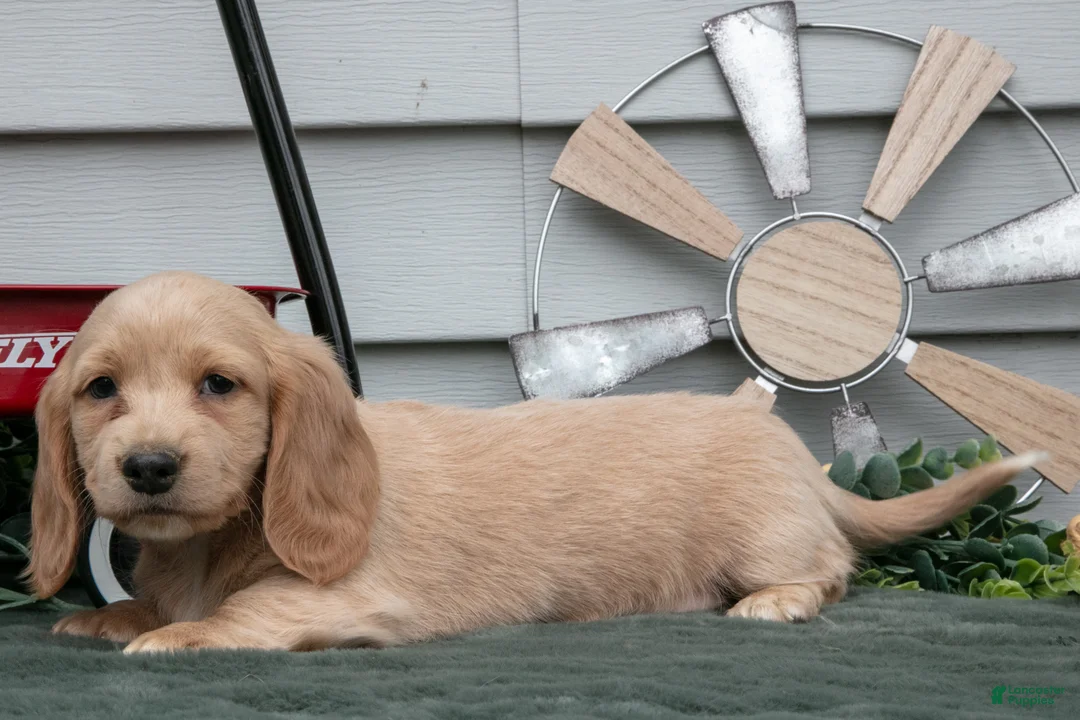 Miniature Dachshund dogs for sale: Cooper - Ad 3