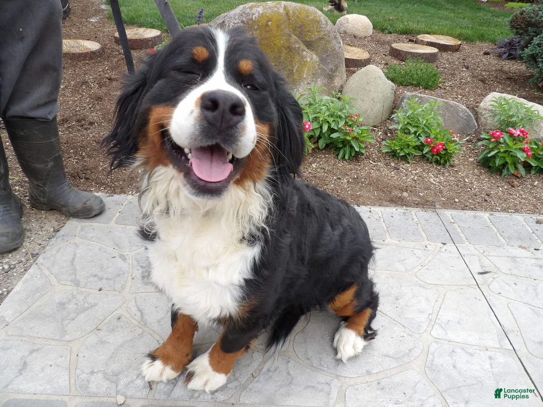 Gallery Image {{count}}