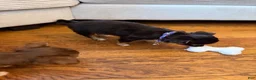 Chihuahua dogs for sale: Negrita 3lbs fully grown - Ad 4