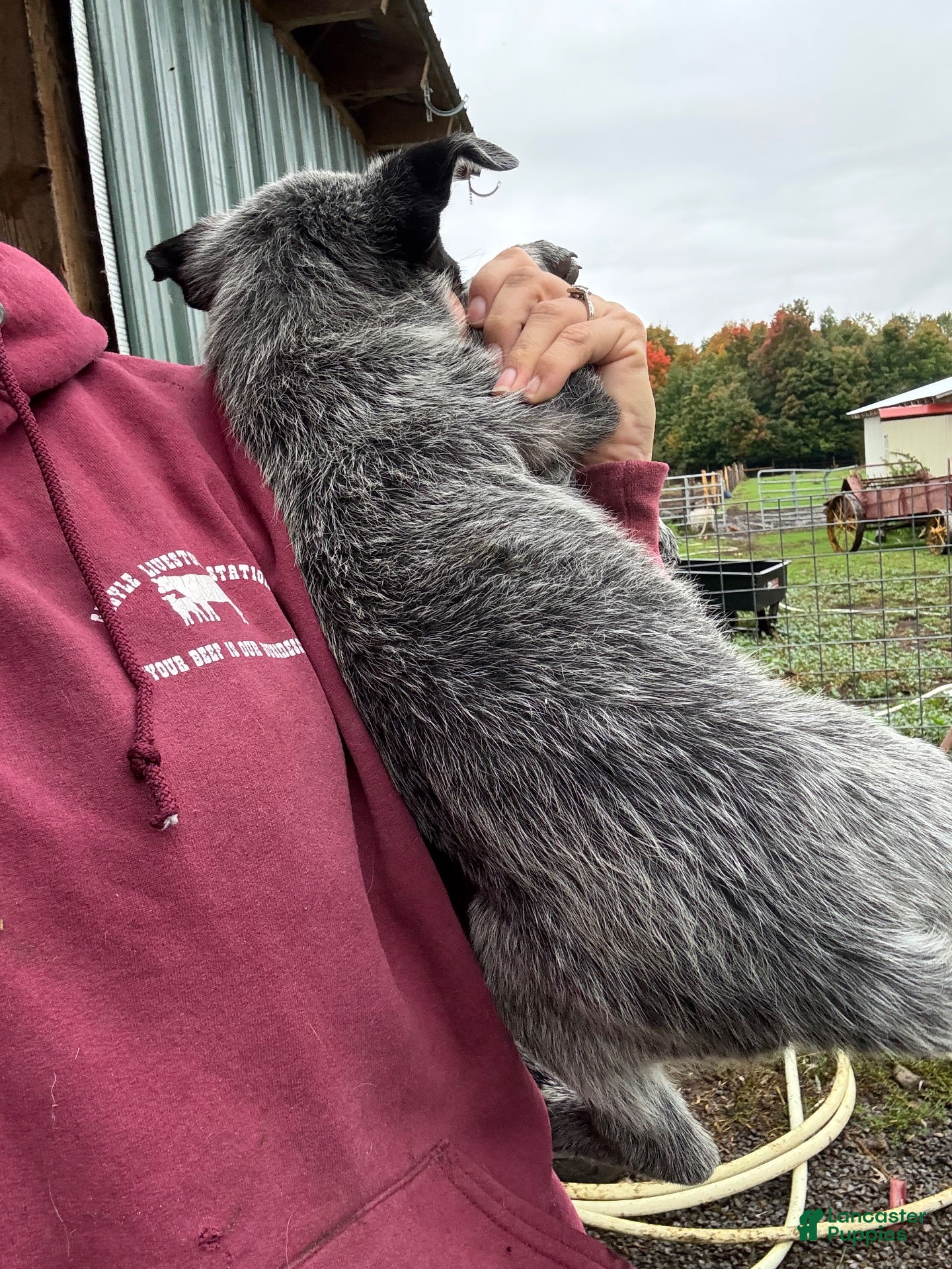 Australian Cattle Dog dogs Lola - Ad 3